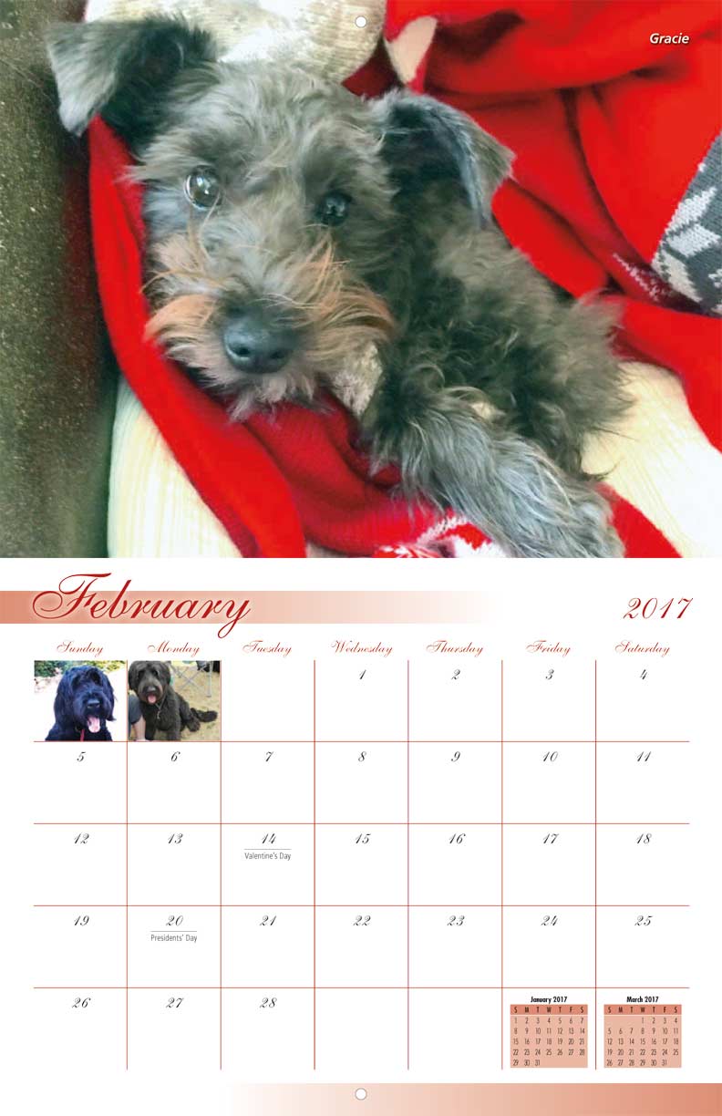 valley of the sun giant schnauzer rescue 2017 calendar yearbox sun calendars