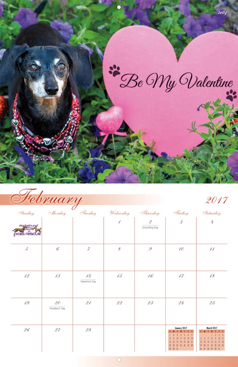 Dachshund Paws and Pals Rescue 2017 Calendar Fundraising dachshund-paws-and-pals-rescue-2017-calendar-fundraising