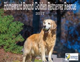 Golden Retriever Rescue Calendar