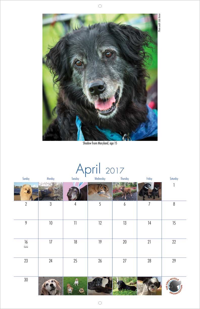 senior rescue senior support organization calendar yearbox calendars senior rescue senior support organization calendar yearbox calendars