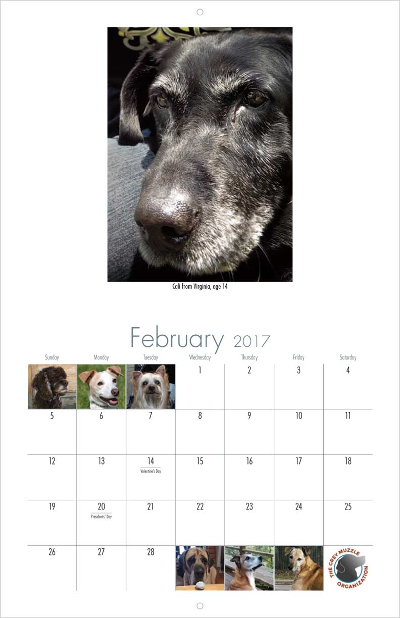 senior rescue senior support organization calendar yearbox calendars senior rescue senior support organization calendar yearbox calendars