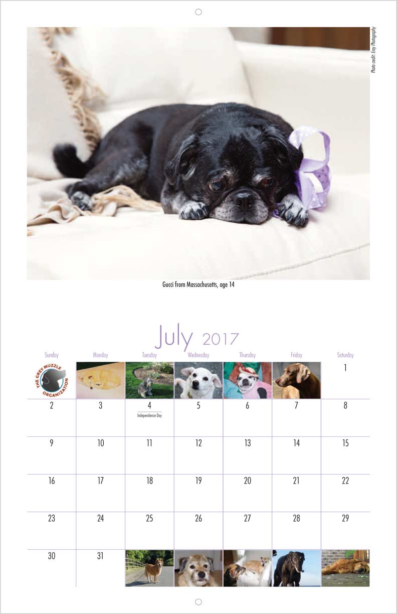senior rescue senior support organization calendar yearbox calendars senior rescue senior support organization calendar yearbox calendars