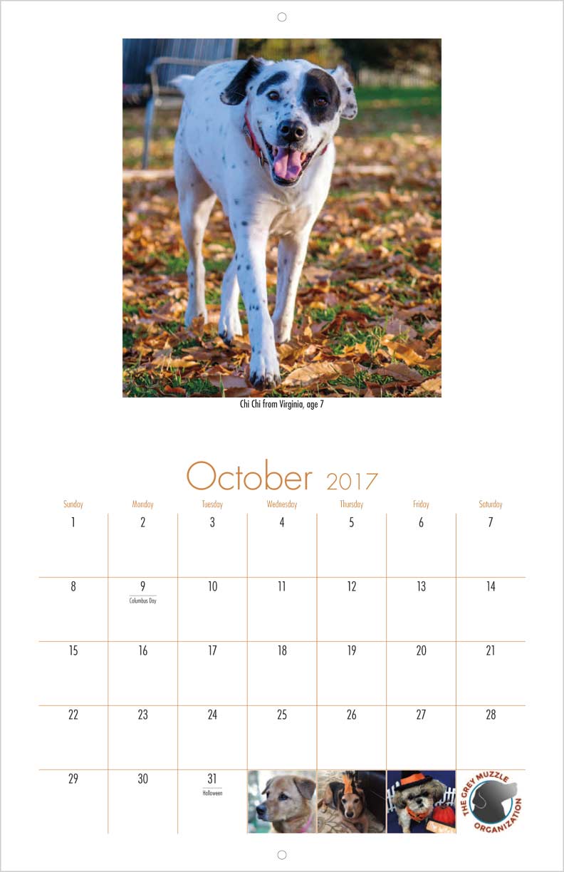 senior rescue senior support organization calendar yearbox calendars senior rescue senior support organization calendar yearbox calendars