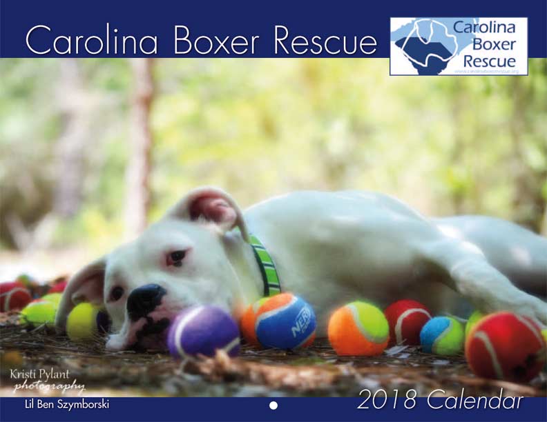 boxer rescue boxer rescue
