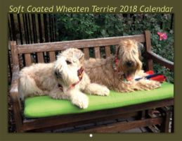 Soft Coated Wheaten Terrier Calendar