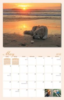 homeward bound golden retriever rescue california homeward bound golden retriever rescue 2018 calendar yearbox calendars homeward bound golden retriever rescue california homeward bound golden retriever rescue 2018 calendar yearbox calendars