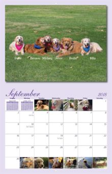 homeward bound golden retriever rescue california homeward bound golden retriever rescue 2018 calendar yearbox calendars homeward bound golden retriever rescue california homeward bound golden retriever rescue 2018 calendar yearbox calendars