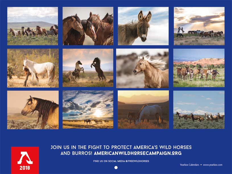 American Wild Horse Campaign 2018 Calendar Fundraising