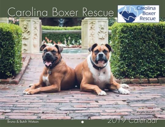 Carolina Boxer Rescue Calendar Cover