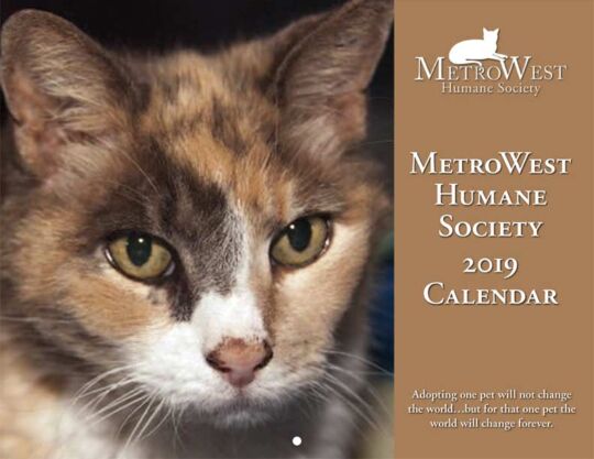 Cat Rescue Calendar With Collages Cover