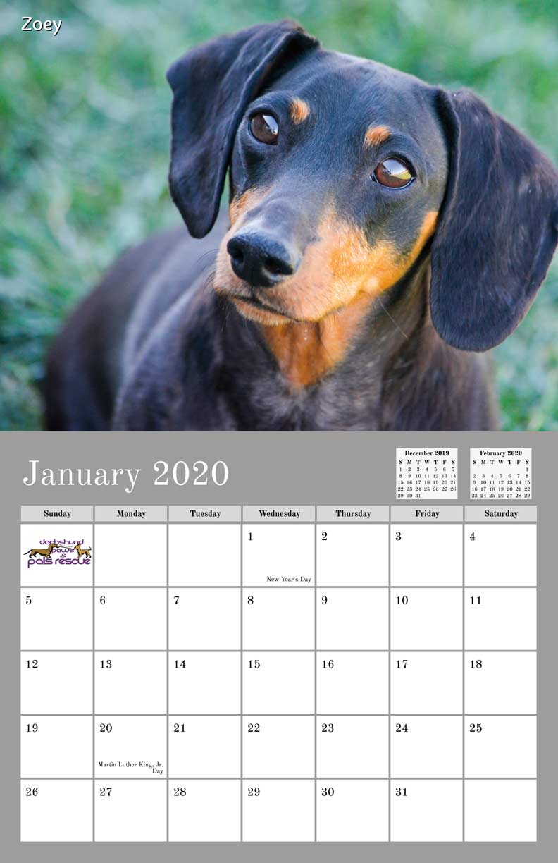 Dachshund Paws and Pals Rescue 2019 Calendar Fundraising
