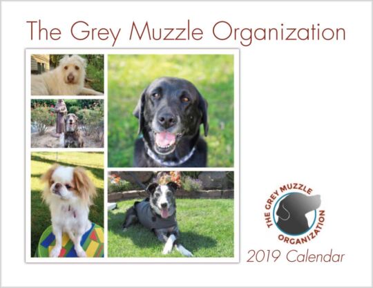 Senior Dog Rescue Calendar Cover