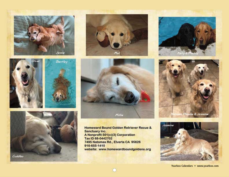 homeward bound golden retriever rescue available dogs