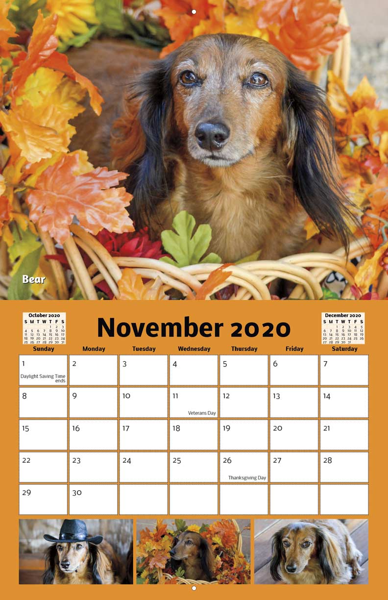 Dachshund Paws and Pals Rescue 2020 Calendar Fundraising