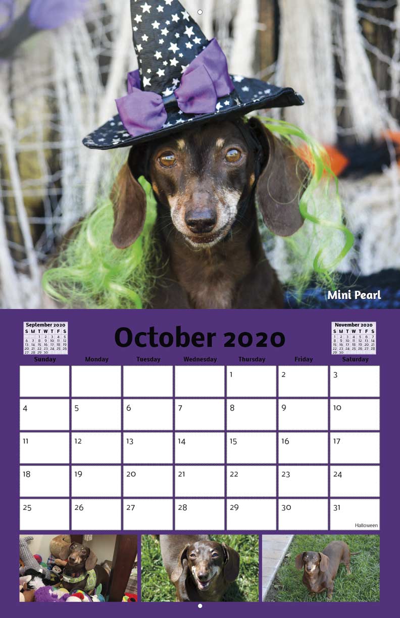 Dachshund Paws and Pals Rescue 2020 Calendar Fundraising