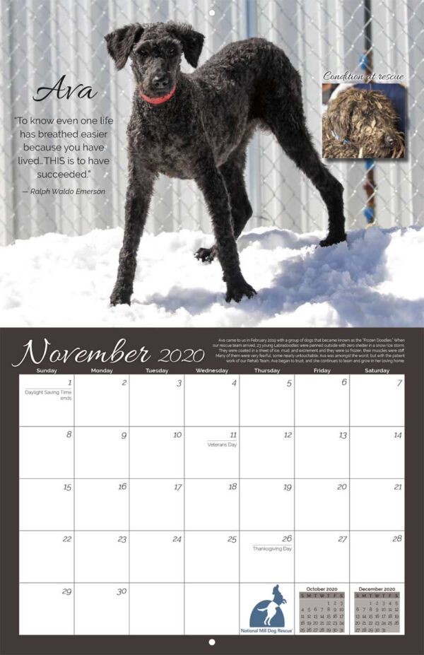 National Mill Dog Rescue 2020 Calendar Fundraising
