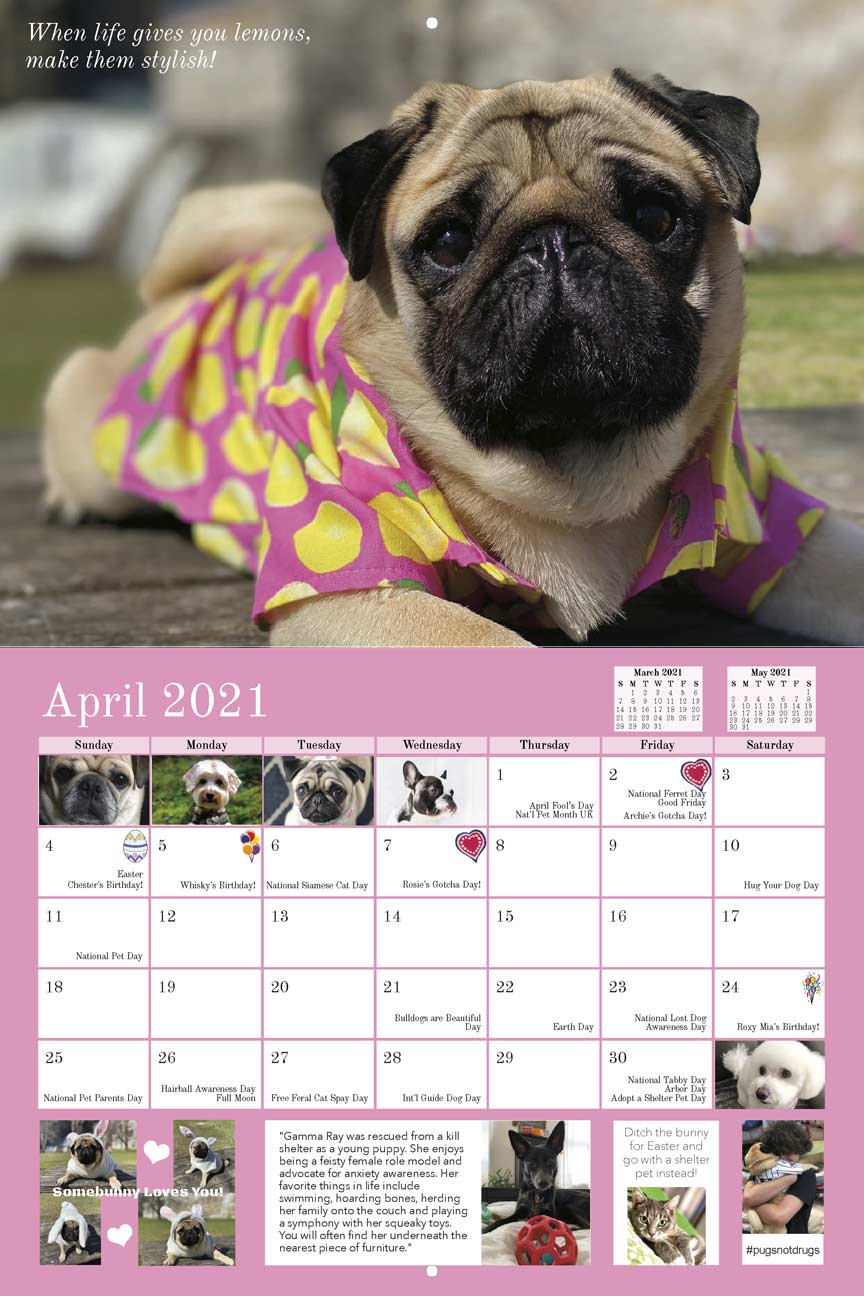 Pug Rescue 2021 Calendar Fundraising