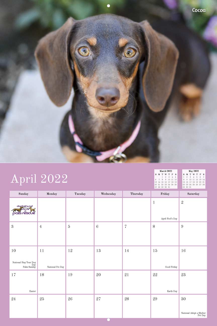 Dachshund Paws and Pals Rescue 2022 Calendar Fundraising