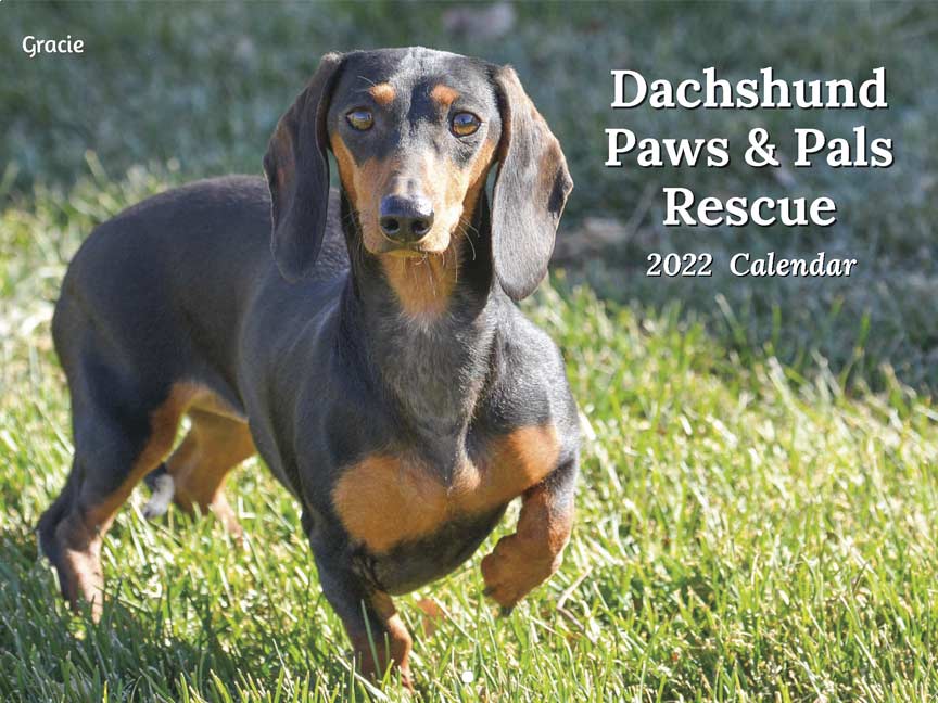 Dachshund Paws and Pals Rescue 2022 Calendar Fundraising