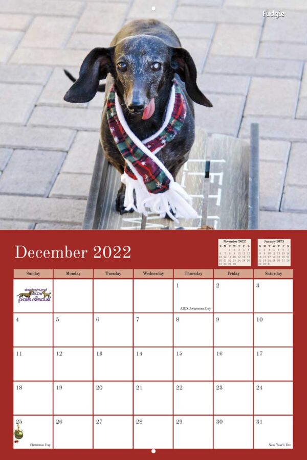 Dachshund Paws and Pals Rescue 2022 Calendar Fundraising