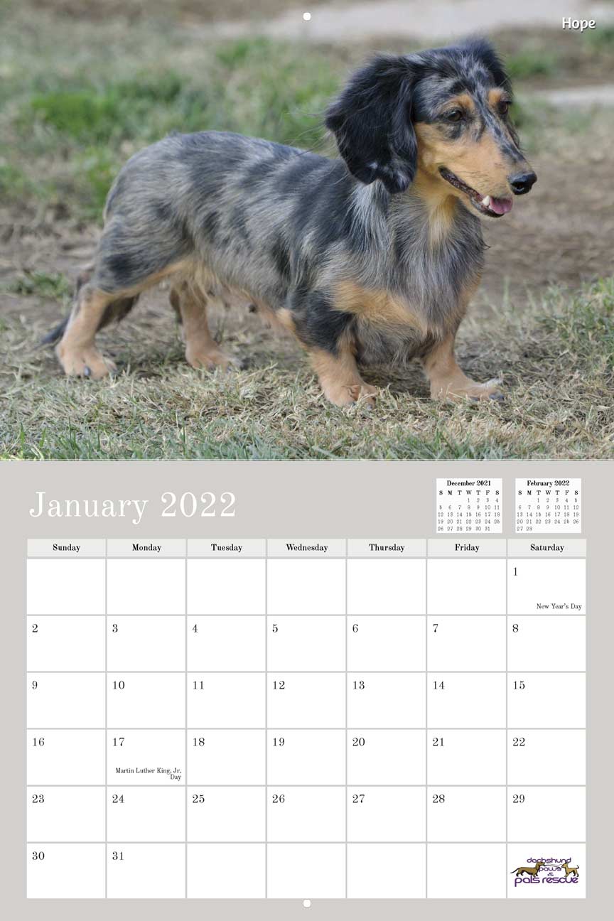 Dachshund Paws and Pals Rescue 2022 Calendar Fundraising