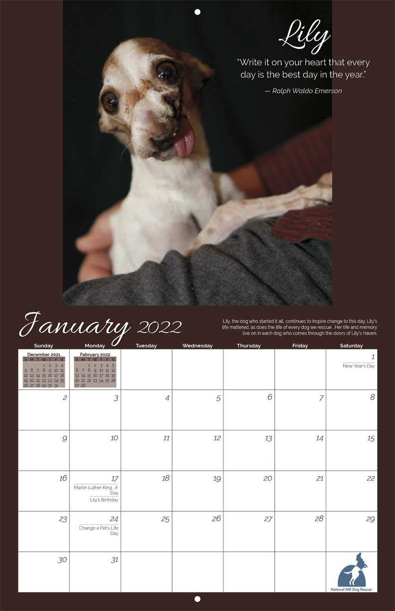 Puppies 2021 16 Month Wall Calendar 12" X 24" With 2020 & 2022 4 month Bonus 