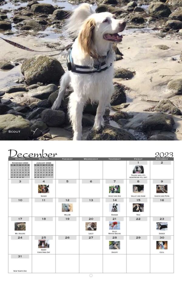 Southwest English Setter Rescue 2023 Calendar Fundraising