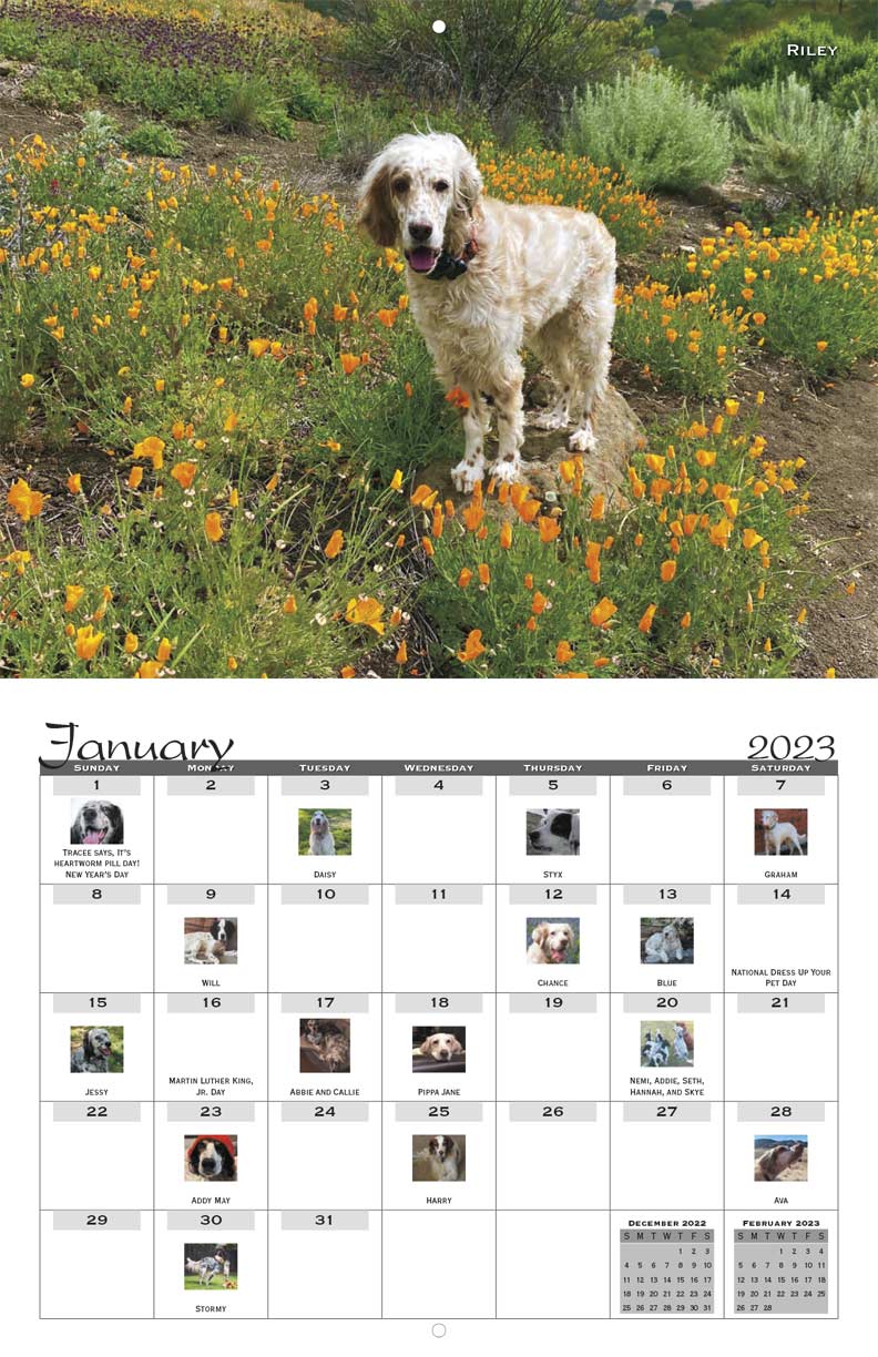Southwest English Setter Rescue 2023 Calendar Fundraising