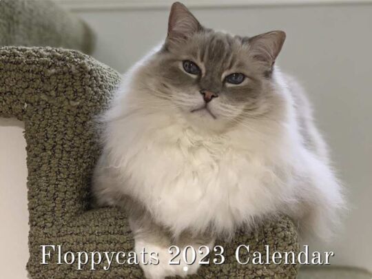 Floppycat 2023 Calendar Cover