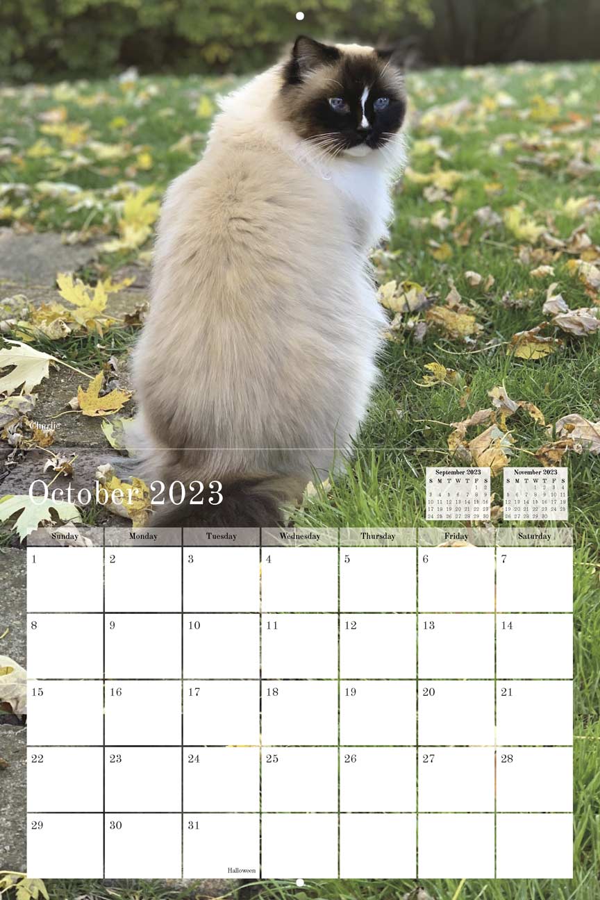 Tony Teddy Large 2023 Cat Calendar