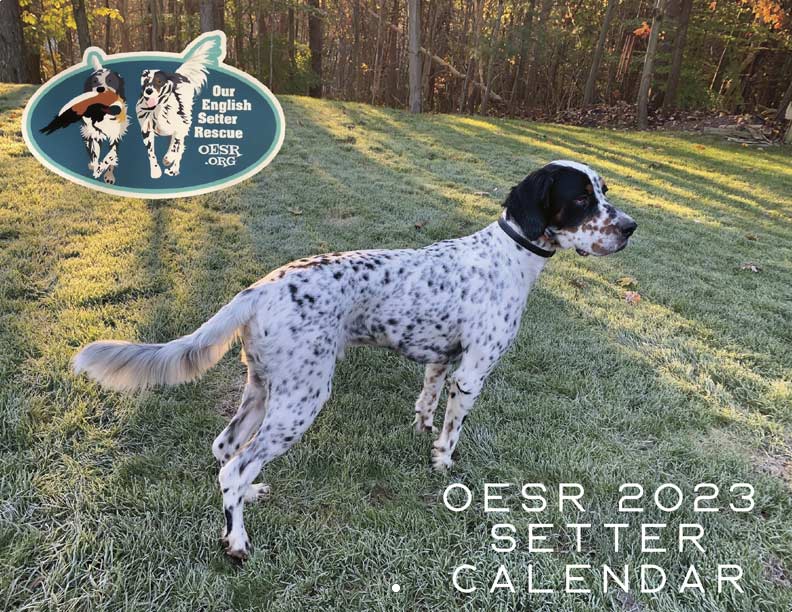 Our English Setter Rescue 2023 Calendar Fundraising