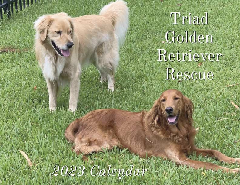 Triad Golden Retriever Rescue 2023 Calendar Fundraising