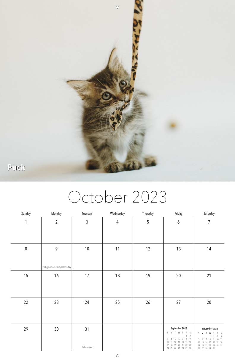 miss-dixie-s-kitten-rescue-2023-calendar-fundraising