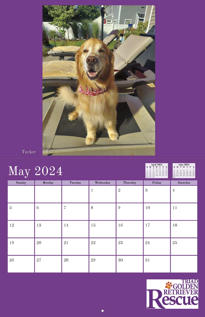 Triad Golden Retriever Rescue 2024 Calendar Fundraising