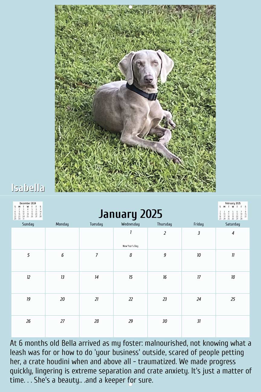 Mile High Weimaraner Rescue 2024 Calendar Yearbox Calendars
