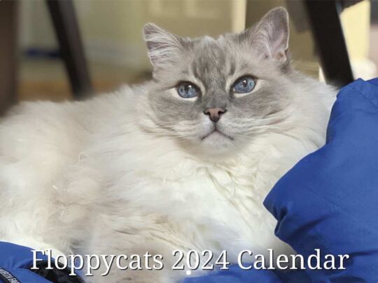 Floppycat 2024 Calendar Cover