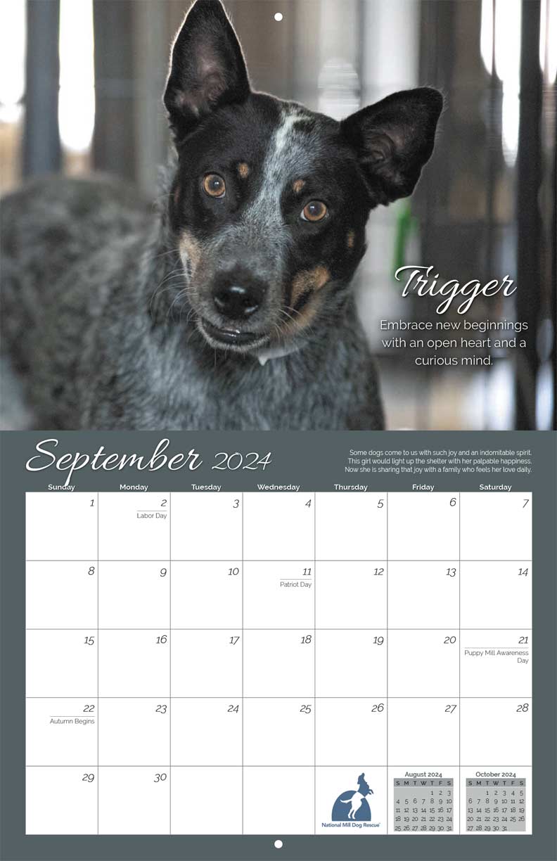 National Mill Dog Rescue 2024 Calendar - Yearbox Calendars
