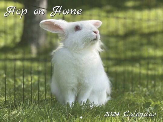 Rabbit Rescue 2024 Calendar Cover