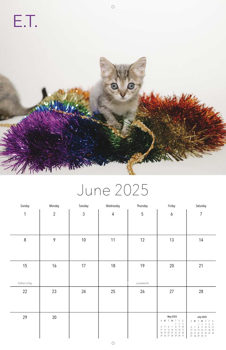 2025 Willow Creek Press Daily Desk Box Calendar Animals 5 12 X 6
