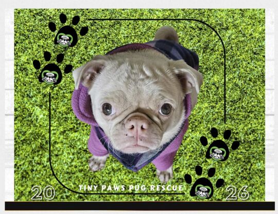 2026 Tiny Paws Pug Rescue Calendar Cover