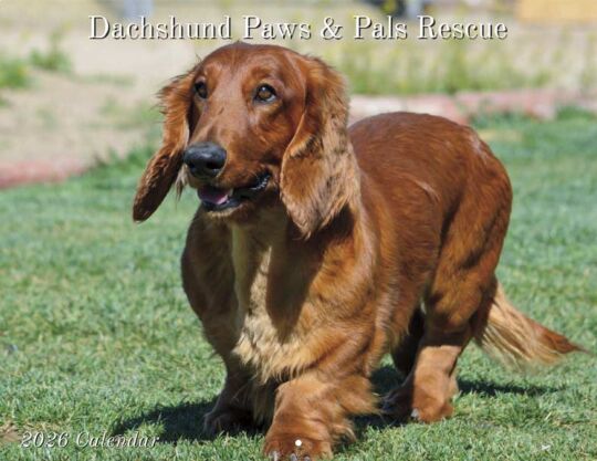 Dachshund Rescue 2026 Calendar Cover