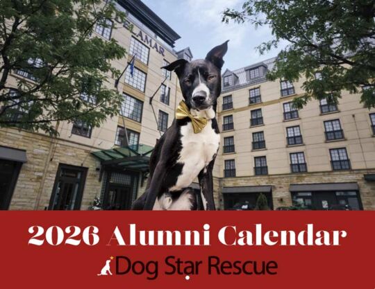Dog Star Rescue 2026 Calendar Cover