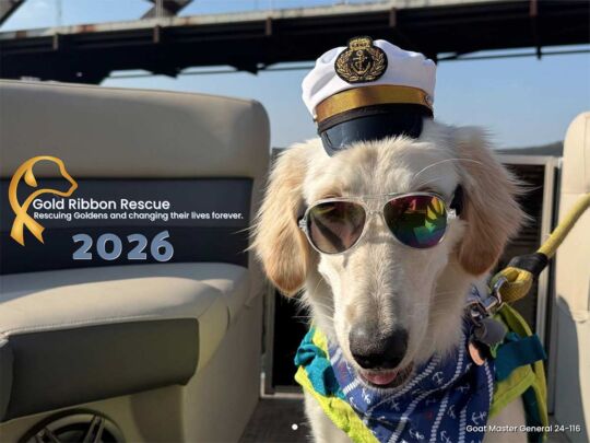 Gold Ribbon Rescue 2026 Calendar Cover