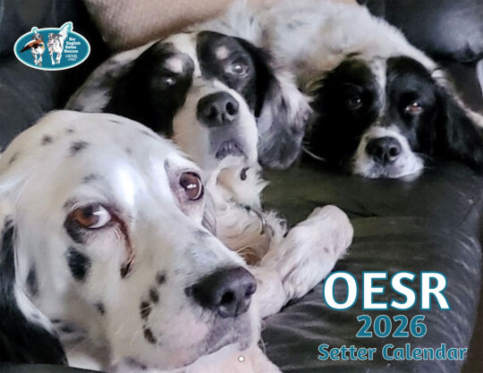 our english setter rescue 2026 calendar cover