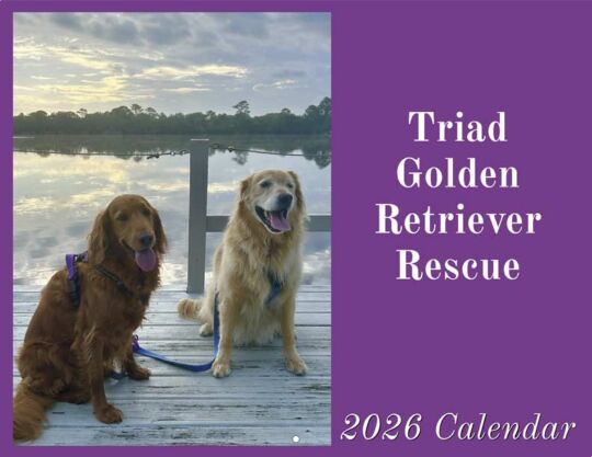 Triad Golden Retriever Rescue 2026 Calendar Cover