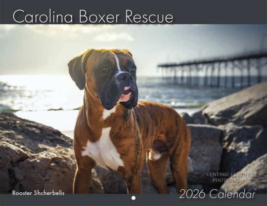 Carolina Boxer Rescue 2026 Calendar Cover