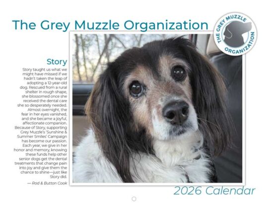 Grey Muzzle Organization 2026 Calendar Cover
