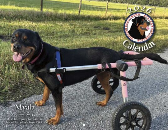 Southern States Rescued Rottweillers 2026 Calendar Cover