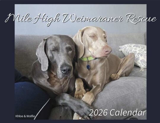 Weimaraner Rescue 2026 Calendar Cover
