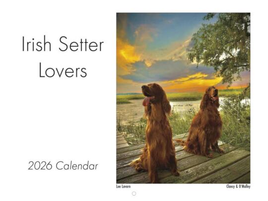 Irish Setter 2026 Calendar Cover